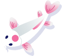 Pink and white koi fish swimming downwards